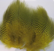 teal barred flank yellow Wapsi / Natural Spirit  12f
